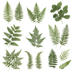 Obraz premium a collection of various leaves and fern fronds on a clean background, showcasing their intricate details and natural beauty