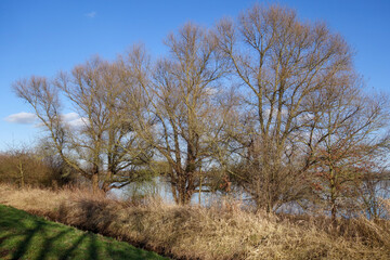 Bäume am Gevattersee im März