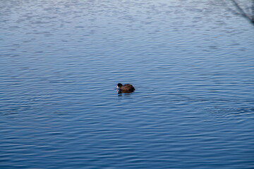 Bl&auml;sshuhn auf dem Wasser