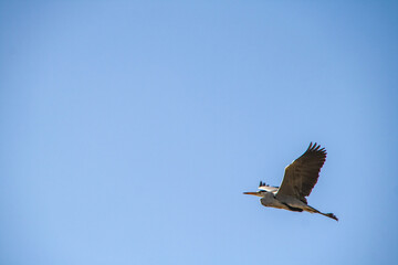 Graureiher fliegt durch die Luft und segelt