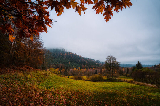 autumn in the forest
