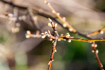 Prunus spinosa Anfang März