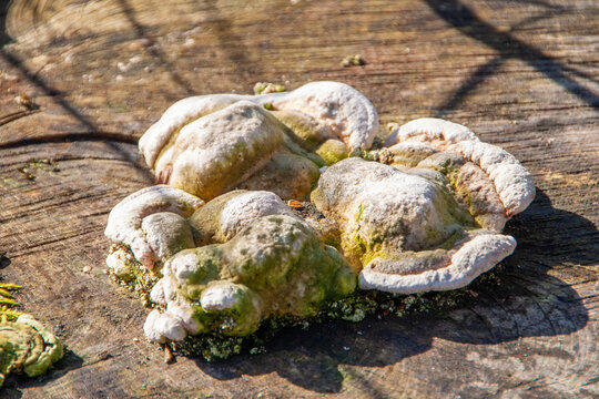 Pilz auf einem Baumstamm