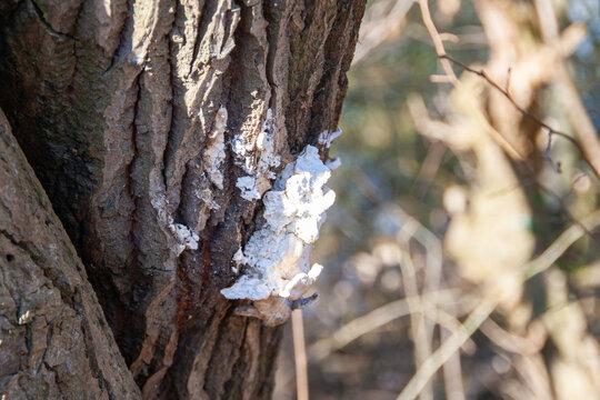 Pilzbefall am Baum