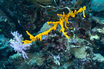 Ascidie coloniali multicolore della famiglia Didemnidae, su parete corallina, mar rosso  © Massimo