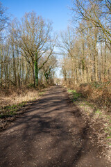 Waldweg Anfang Frühling