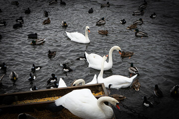 swans