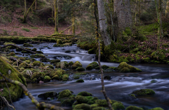 stream in the forest