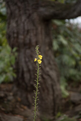 small yellow flower in woods