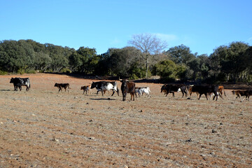Rural landscape with cattle grazing in spain under clear blue sky. Bull farm in Spain
