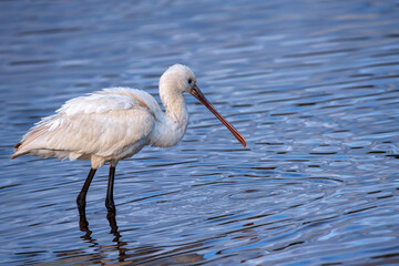Eurasian Spoonbill eating at a pond.