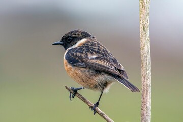 Male European Stonechat perched on a branch.