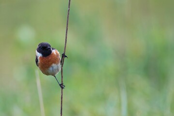 Male European Stonechat perched on a branch.