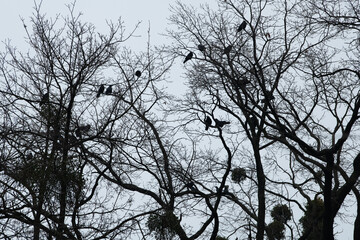 Ravens gather on the skeletal branches of trees against a gray winter sky, creating a somber yet striking contrast in the tranquil landscape