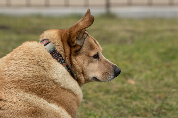 A brown dog rests quietly on the grass, gazing off to the side. The warm sunshine casts a gentle glow on its fur, creating a serene atmosphere