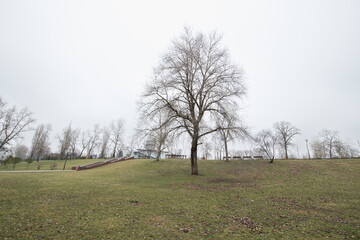 A tall, leafless tree is featured on a grassy slope in a city park. The surrounding area is grassy, highlighting the onset of spring under overcast skies