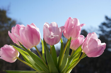 Bouquet of pink tulips on the background of a blue sky