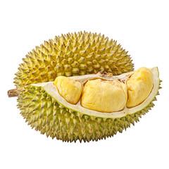 Obraz premium Fresh durian fruit highlighted against a white backdrop featuring its prickly greenish yellow skin and luscious golden flesh spilling out