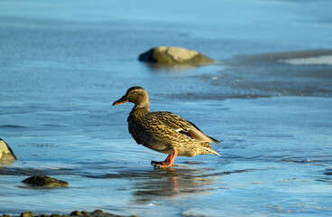 A mallard walks gracefully on the wet sand near the water, surrounded by smooth stones under bright sunlight. The serene atmosphere enhances the beauty of the moment