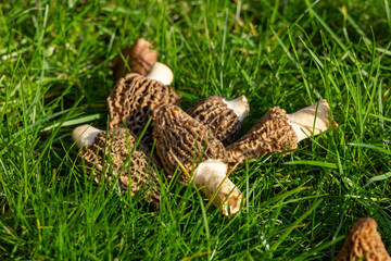 Obraz premium Growing wild spring mushrooms morchellas or true morels edible sac fungi for gourmet cooks, in Catalan and French cuisine, in green grass, harvest on morels in spring