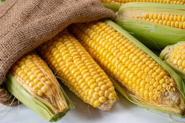Fresh yellow ripe sweet raw corn, sugar corn or pole corn, variety of maize, uncooked
