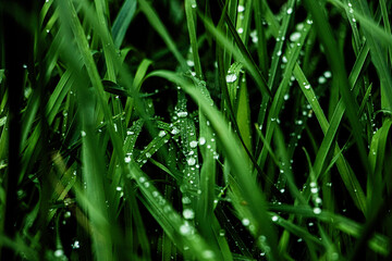 dew on grass