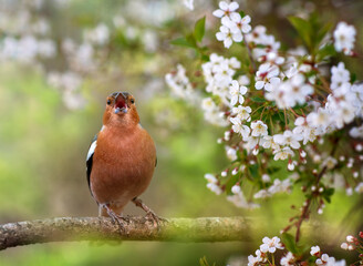 bird male chaffinch singing in spring blooming cherry orchard sitting on branches