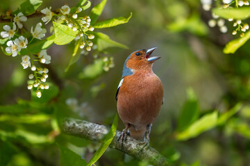 bird chaffinch male singing in park sitting on branches of blooming white bird cherry