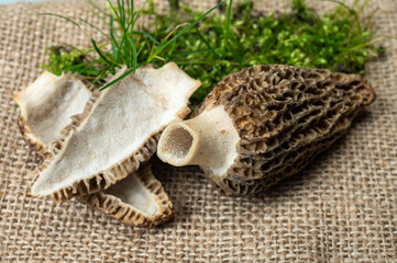 Raw spring mushrooms morchellas or true morels edible sac fungi for gourmet cooks, in Catalan and French cuisine