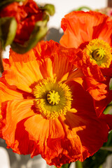 Orange poppy flowers in blossom close up in sun lights