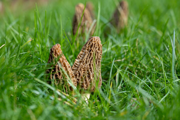 Fototapeta premium Growing wild spring mushrooms morchellas or true morels edible sac fungi for gourmet cooks, in Catalan and French cuisine, in green grass, harvest on morels in spring