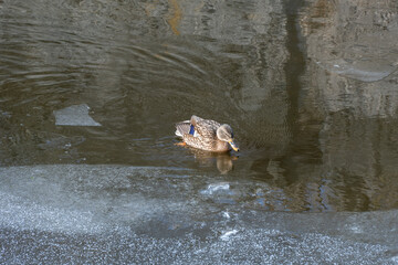 Wild female mallard in melt water in early spring. Freshwater bird anas platyrhynchos swimming and clean feathers in frozen river in springtime. Duck anatidae floating on ice lake in wildlife.