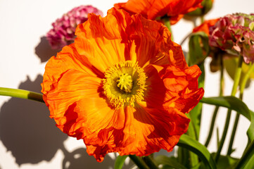 Orange poppy flowers in blossom close up in sun lights