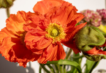 Orange poppy flowers in blossom close up in sun lights