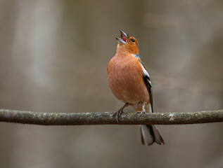 bird chaffinch male singing in park sitting on tree branches