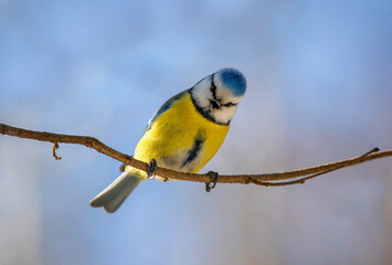 blue tit bird singing in spring park against blue sky