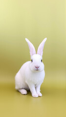 Fototapeta premium Cute white bunny on isolated olive background colors