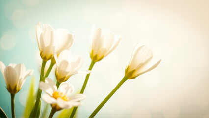 Delicate spring flowers in backlit sunlight, blurred background