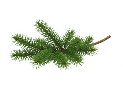 A green pine branch with fresh vibrant needles extending from a slightly curved woody stem isolated on transparent background