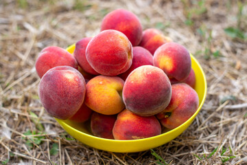 Red ripe juicy peaches in a cup in the garden. Fruit harvest
