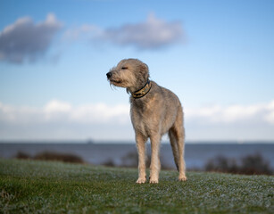 Irish Wolfhound at the sea