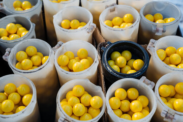 An array of plastic cups in various colors, each overflowing with bright yellow balls, forms a...