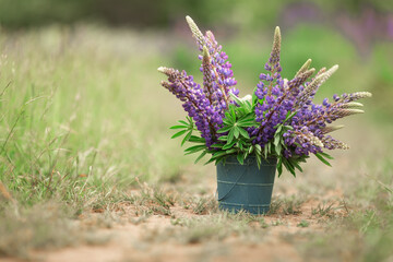 Vibrant purple lupines in a blue pot outdoors on a natural green meadow