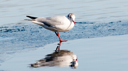 seagull in the snow
