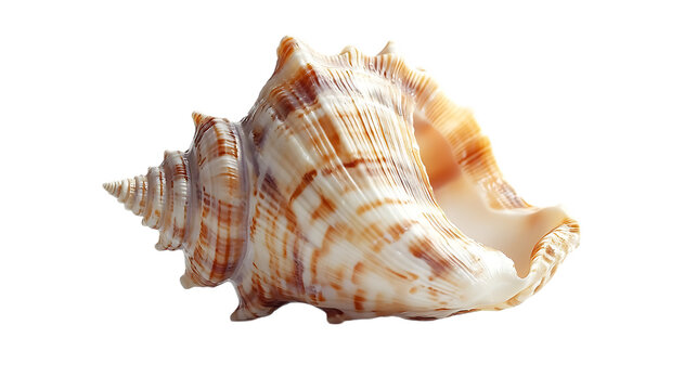Large seashell on black background