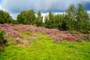 Purple heather growing in the English countryside