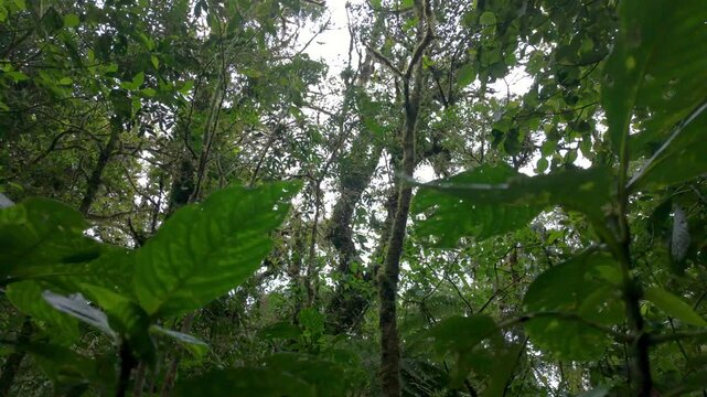 Misty Jungle Canopy in Monteverde Cloud Forest, Costa Rica. Slow motion
