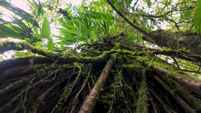 Following the vines of a tree in Monteverde Cloud Rainforest, slow motion