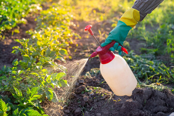 A gardener sprays vegetable plants in his garden with a spray bottle to kill insect pests