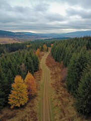 Obraz premium Beautiful aerial view of forest with beautiful autumn colors of nature drone view